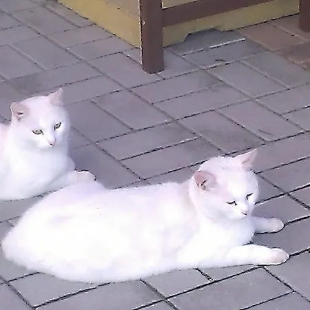 Jizera